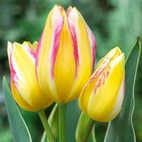 Тюльпан Многоцветковый Antoinette 1 шт.