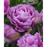 Тюльпан Махровый + Многоцветковый Lilac Perfection 1 шт.