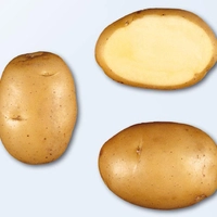 Картофель Ривьера сверхранняя 1 репродукция  упак. 2.5кг.
